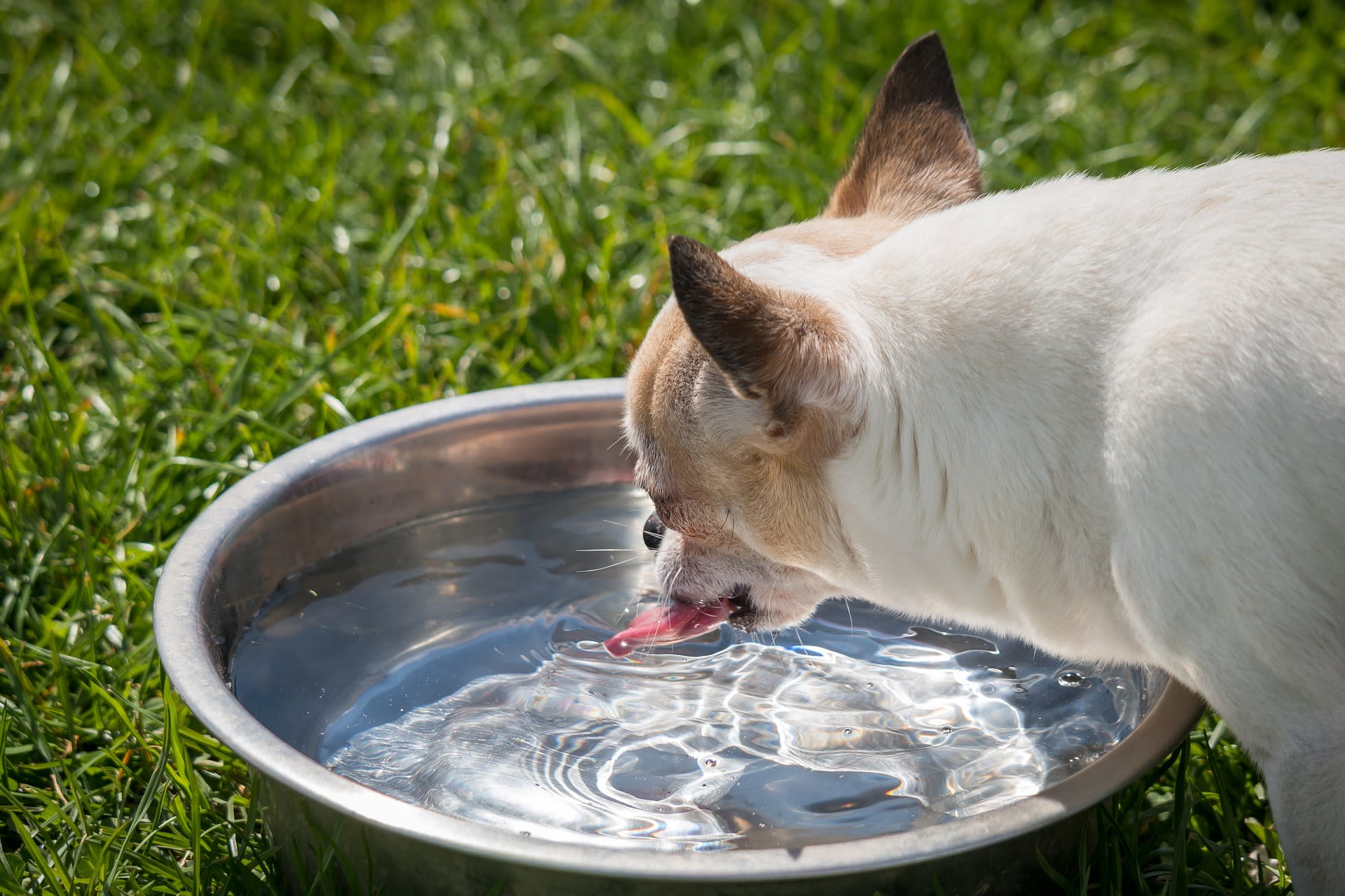 Dog is drinking more water cheap than usual